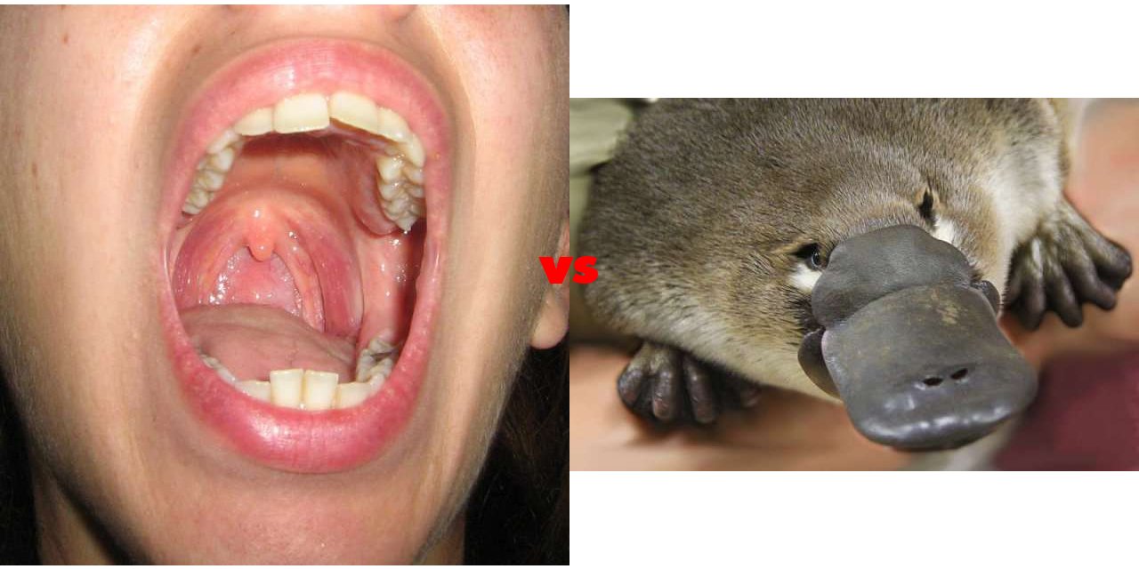 biting-the-inside-of-your-mouth-vs-platypus-on-the-big-fat-list