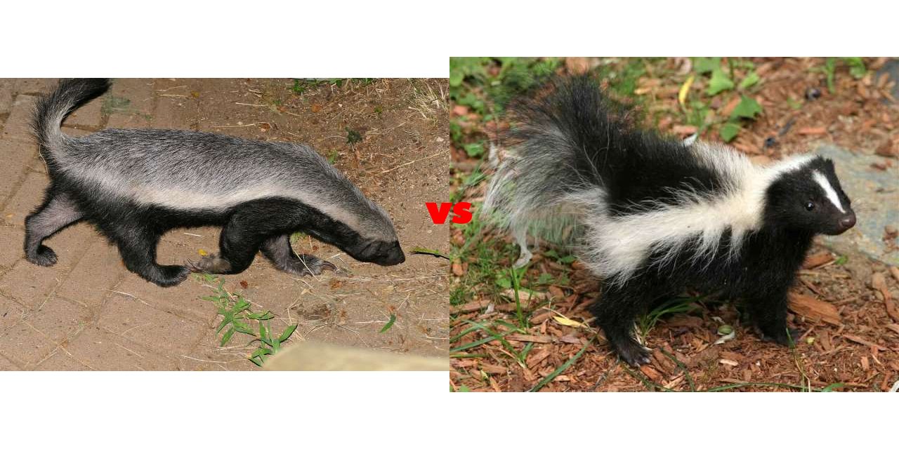 Honey Badger vs Skunks on The Big Fat List